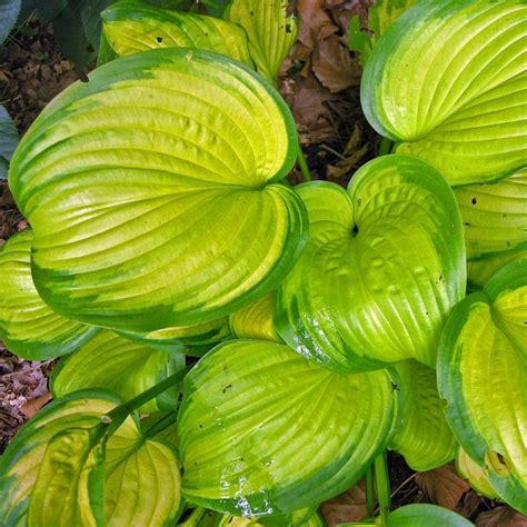 Hosta Stained Glass Buy Online At Nature Hills Nursery