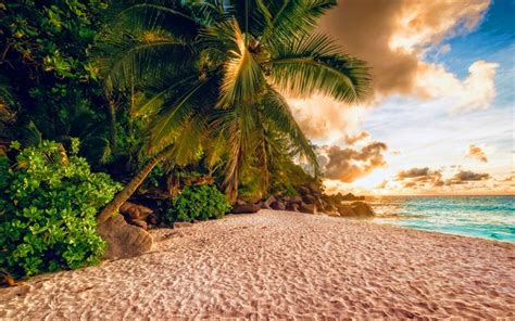 Download Wallpapers Summer Travel Beach Palm Trees Ocean Tropics