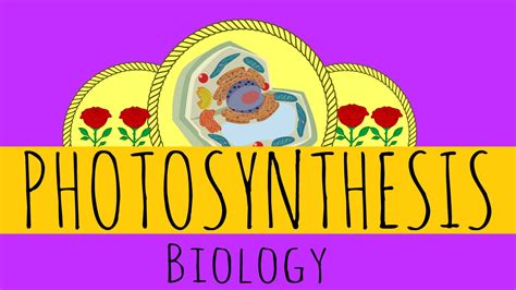 Photosynthesis Limiting Factors And Equations Gcse Biology Youtube