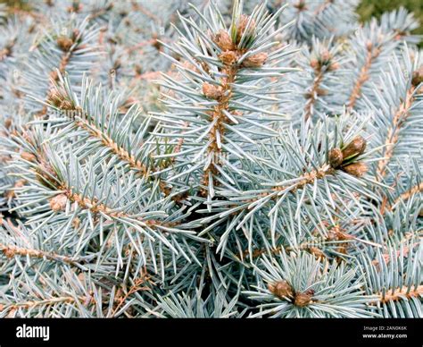 PICEA PUNGENS ST MARY S BROOM COLORADO SPRUCE Stock Photo Alamy
