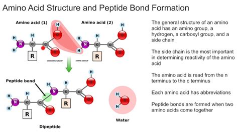 These are absolutely essential for humans. Amino Acid Structure and Peptide Bond Formation - YouTube