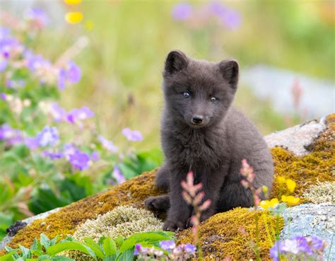 Arctic Fox Cub Iceland Wildlife Photography Print Etsy Uk