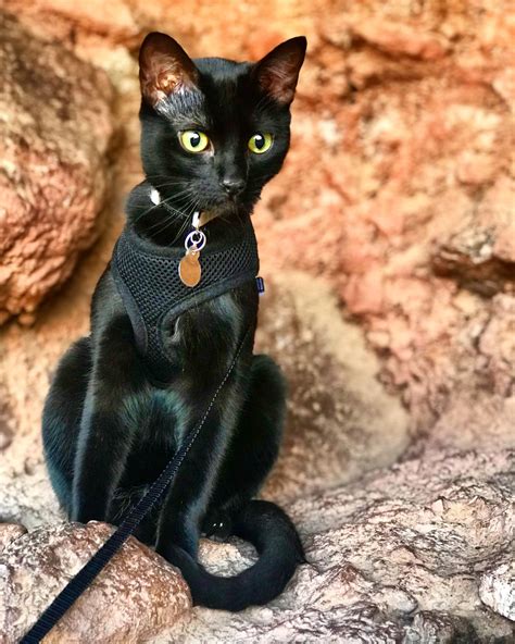 This Cat Will Cash You In The Wilds Of Arizona Adventure Cats