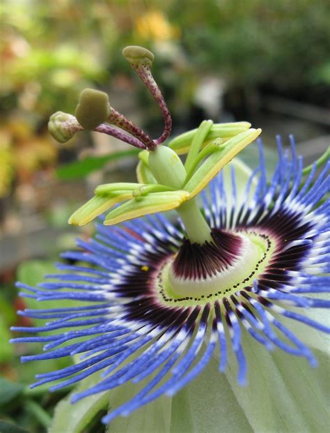 Passion Flower Blue Passiflora Caerulea 10 Seeds