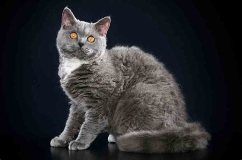 Selkirk Rex Cat Cat Breeds Information