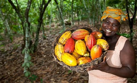 Une étude Révèle Quenviron 15 Des Exploitations De Cacao De Côte D