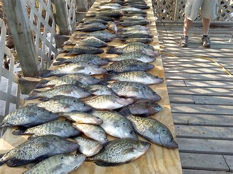 Wounded Warrior Reelfoot Lake Crappie Fishing