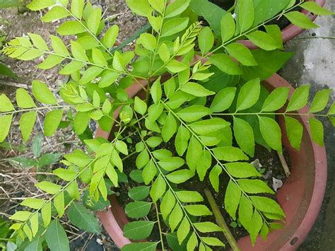 Pokok kari atau nama saintifiknya murraya koenigii tergolong dalam keluarga rutaceae. Baja Roti Memang Berkesan - Pink Pegaga