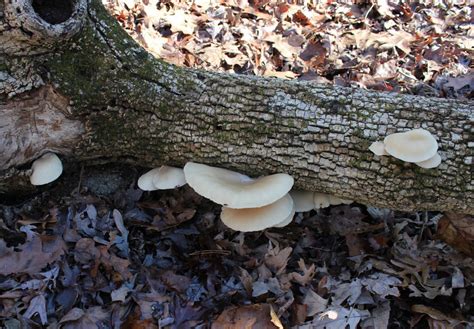 North Carolina Winter Fungi Mushroom Hunting And