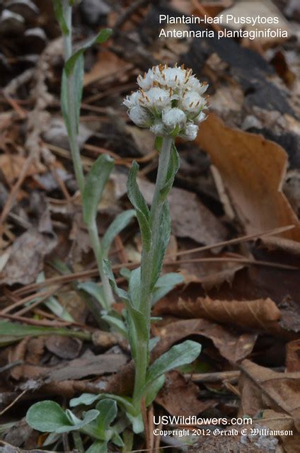 Plantain Leaf Pussytoes Antennaria Plantaginifolia Flickr