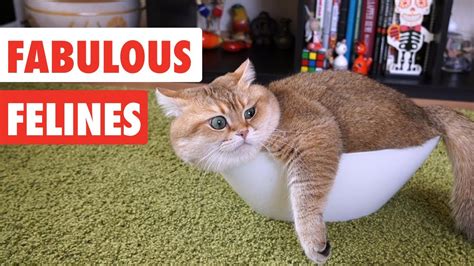 Fabulous Felines Funny Cat Video Compilation 2017 Youtube