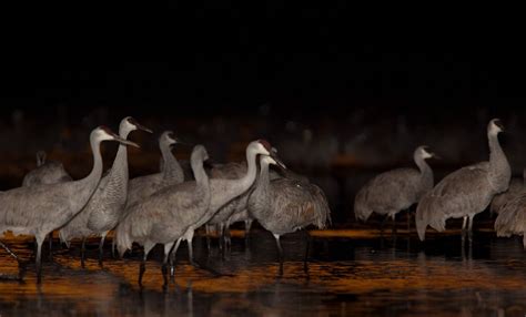 Sandhill Cranes Gather At A Pond As Night Is Falling Smithsonian