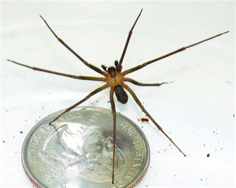 Top 10 Things About Brown Recluse Spiders Earth Earthsky