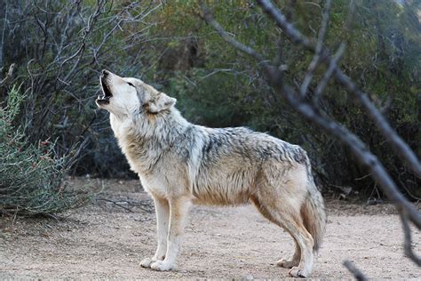 Wildlife Conservation Center Hosts Dinner With Wolves Benefit Green