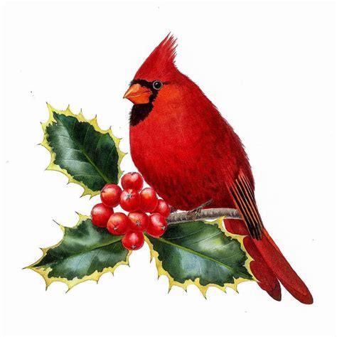 Cardinal And Holly Birds Painting Christmas Paintings Cardinal Painting