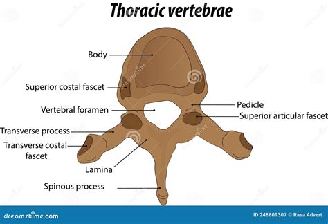 Anatomy Of The Thoracic Vertebrae Labeled Diagram Vector Illustration Drawing Stock Vector