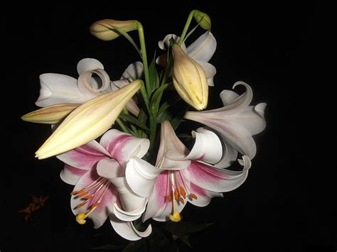 Hd Wallpaper White And Pink Flowers Lilies Buds Stamens Petal