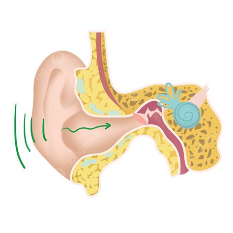 Ear Anatomy Png Image Educational Illustration Of Medical Anatomy Of