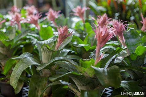 10 Great Plants For Tropical Rainforest Landscaping