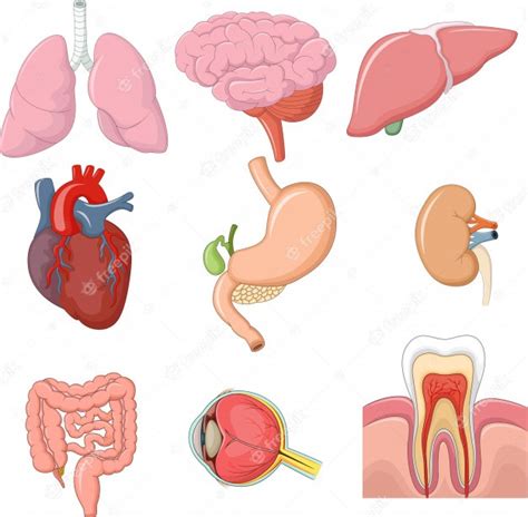 Ilustración De La Anatomía De Los órganos Internos Vector Premium