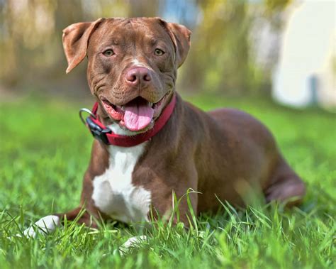 15 Fascinating Facts About American Pit Bull Terrier