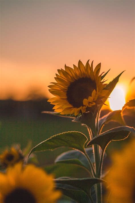 Pin By Ivonne Verónica On Girasolsito Sunflower Pictures Sunflower