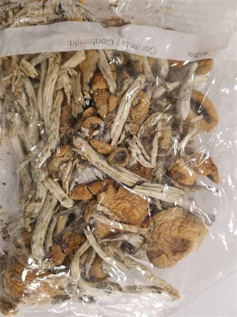 Hallucinogenic Mushrooms Delivered To Wb Twp Home Times