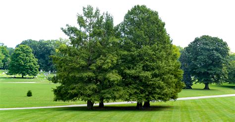 Tree Of The Month Bald Cypress Crown Hill Foundation