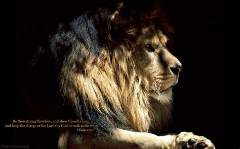 Lion Quotes Hd Wallpapers Top Free Lion Quotes Hd Backgrounds