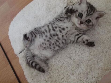 40 Pictures Of Cute Silver Tabby Kittens Tail And Fur