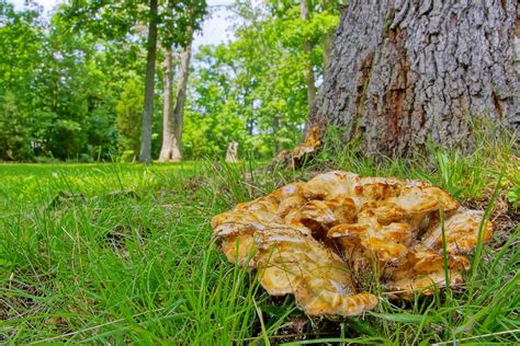 163365 Large Mushroomfungus At Base Of Oak Tree Please Help With