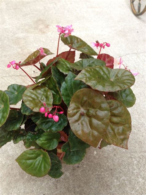 Check spelling or type a new query. BEGONIA CORIACEA - A dwarf rhizomatous variety with round ...
