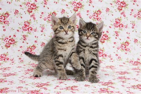 Two Cute Tabby Kittens On Flowery Background Photo Wp36480