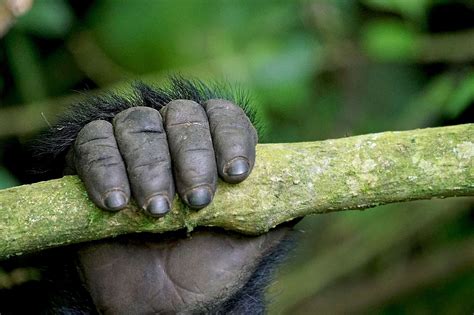 Research Reveals The Link Between Primate Knuckles And Hand Use