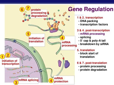 Regulation Of Gene Expression In Eukaryotes Hot Sex Picture