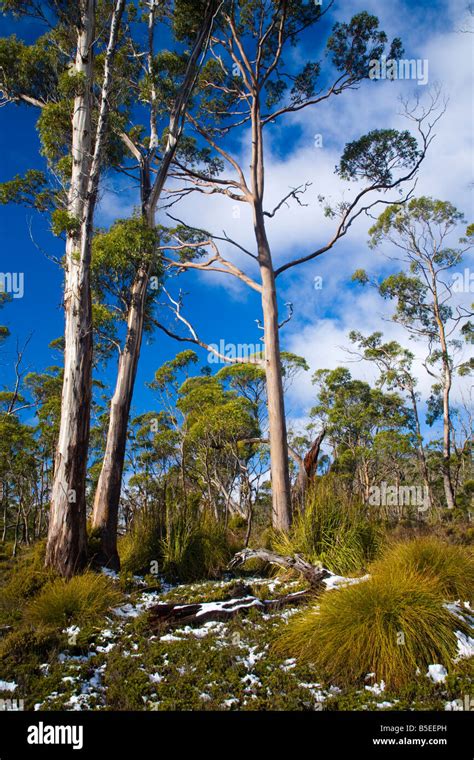 Australia Tasmania Cradle Mt Lake St Clair National Park Button Grass