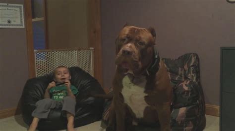 Hulk The Pit Bull Amazes With Size Good Morning America