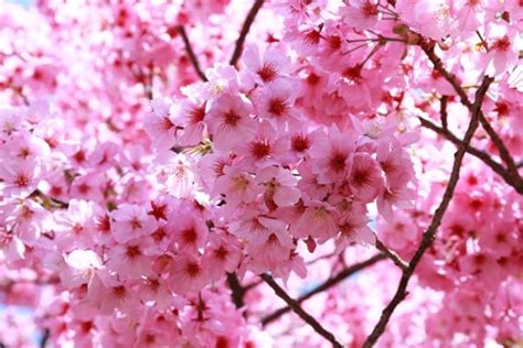 Tahun Ini Bunga Sakura Di Jepang Mekar Lebih Awal Pertama Dalam 1200