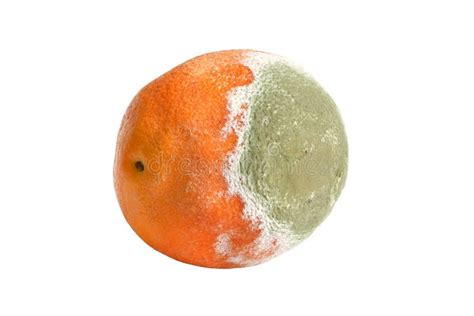 Rotten Orange Stock Photo Image Of Ripe Putrid Fruit 5849502