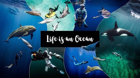 Life Is An Ocean Youtube