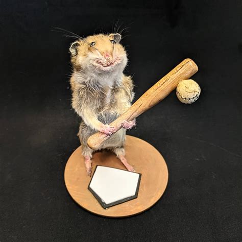 Taxidermy Hamster Playing Baseball Happy Hamster Standing At Etsy