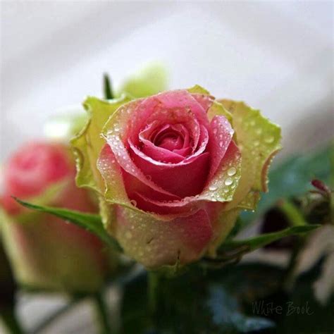 Bella Rosa Rose Rose Flower Pink Roses