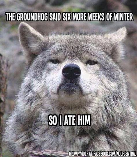 I Ate The Groundhog Funny Quotes Quote Lol Funny Quote Funny Quotes