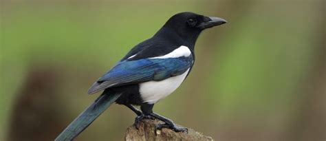 A Blue And White Bird Sitting On Top Of A Tree Stump