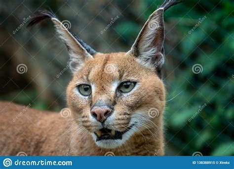 Portrait Desert Cats Caracal Stock Image Image Of