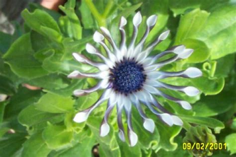 At one stage, dimorphotheca was used for those annuals which have white, yellow or orange flowers, and osteospermum was applied to the white, pink, or purple flowered perennial plants. PlantFiles Pictures: Osteospermum, African Daisy, Cape ...