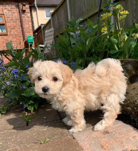 It's known for its hypoallergenic coat and affectionate, loving, and gentle nature. Beautiful, Champagne, Maltipoo Puppies | Uttoxeter, Staffordshire | Pets4Homes