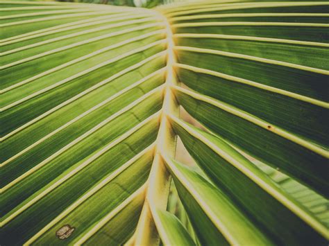 Coconut Leafs