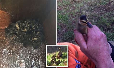 Tradie Rescues Ducklings Trapped In A Drain By Cutting It With Angle
