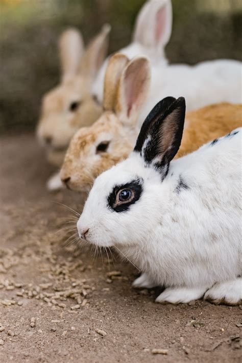 Three Brown And White Rabbits Eating Feeds Photo Free Mammal Image On Unsplash
